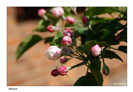 Rekowo - majowy sad: kwitnąca jabłoń