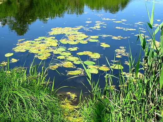 Licie nenufaru