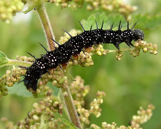 Rusaka pawik - gsienica