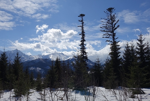 Jody przy szlaku, a w tle Tatry Bielskie i Wysokie