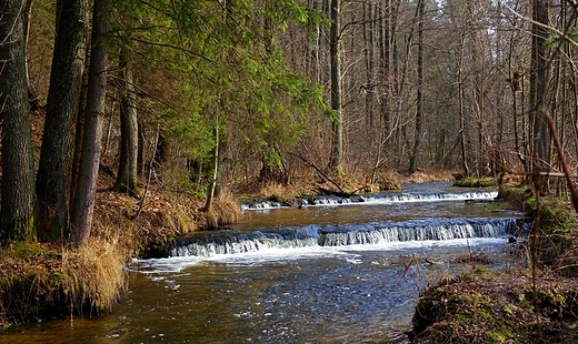 Szumy nad Tanwi