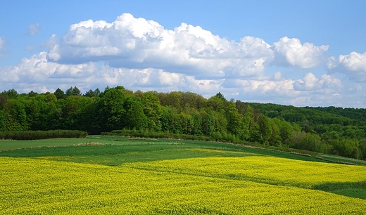 Wiosna na polach