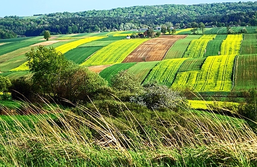 Podlesie Due - pola