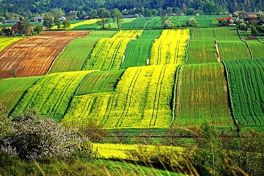 Podlesie Due - pola