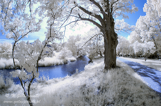 Infrared Czarna Hacza