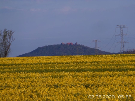 RZEPAKOWY GRODZIEC