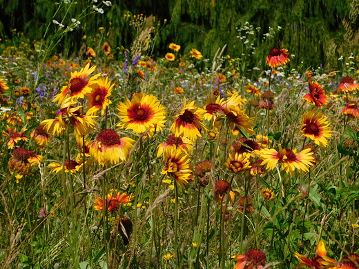 Gailardie w Ogrodzie Botanicznym w Powsinie