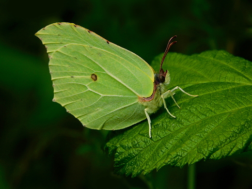 Cytrynek na liciu maliny