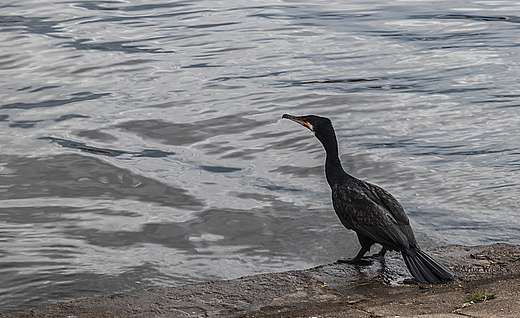kormoran zwyczajny nad Batykiem