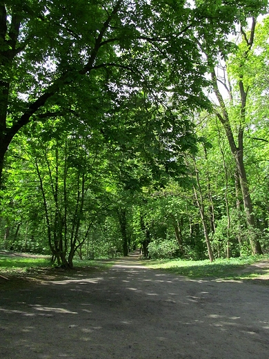 Fragment Parku Miejskiego