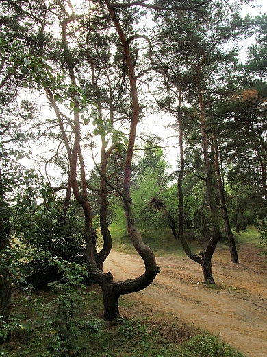 Powyginane i rozwidlone