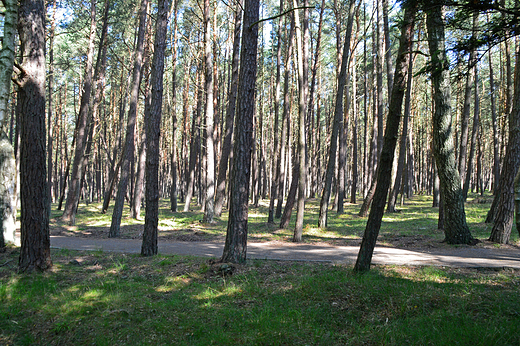 Rbka - Sowiski Park Narodowy
