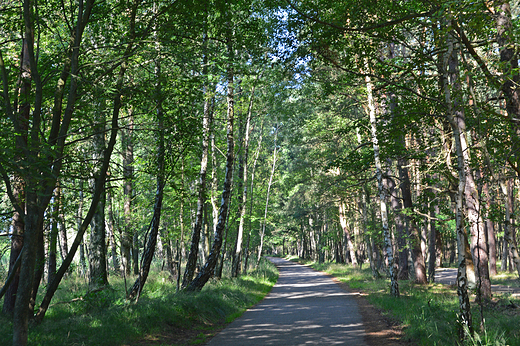 Rbka - Sowiski Park Narodowy