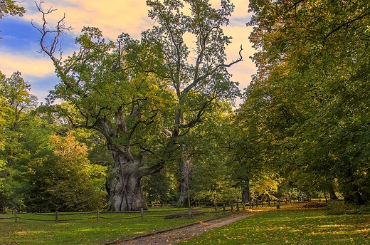 Rogaliski Park Krajobrazowy