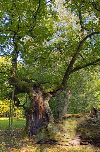 Rogaliski Park Krajobrazowy