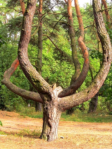 Drzewo-ośmiornica