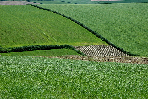 Maoszyce - wiosenne pola