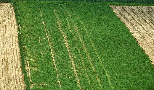 Makoszyn - mozaika polna