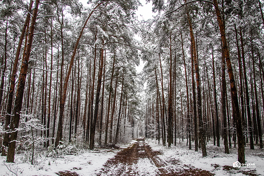 Biay, czarny i brzowy