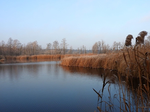 Rezerwat przyrody Bagno Pogorzel