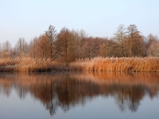 Rezerwat przyrody Bagno Pogorzel