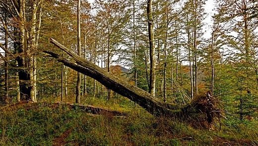 cieka dydaktyczna, las i przeszkody