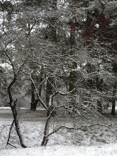 Zamiast lici - nieg