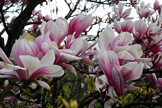 szlakiem kwitncej cieszyskiej magnolii i wzgrze zamkowe