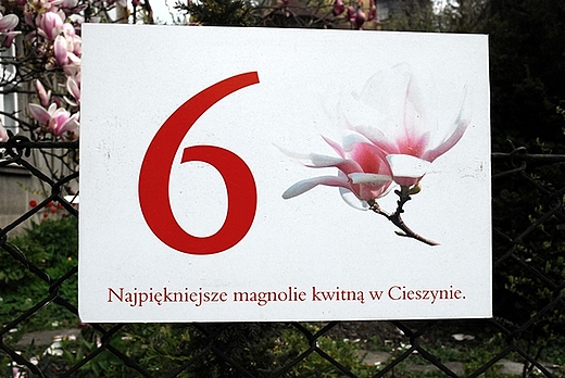 szlakiem kwitncej cieszyskiej magnolii i wzgrze zamkowe