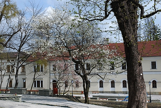 szlakiem kwitncej cieszyskiej magnolii i wzgrze zamkowe