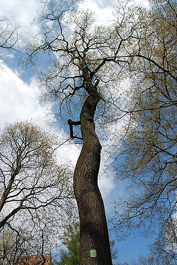 szlakiem kwitncej cieszyskiej magnolii i wzgrze zamkowe