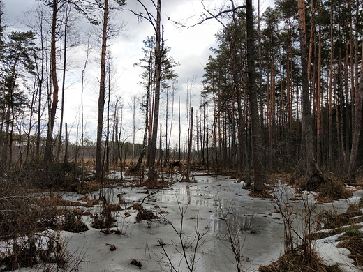 Przedwionie na mokradach