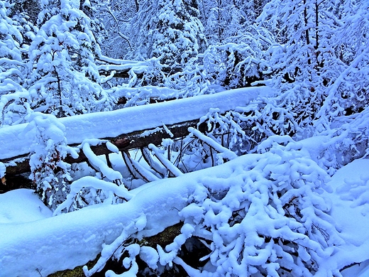 Dolina Białego Potoku w śniegu