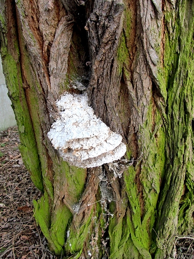Białe grzyby na pniu drzewa
