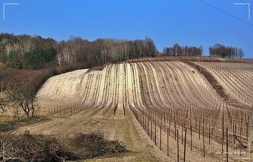 Nowa plantacja winoroli ?