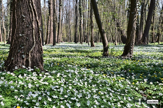 Wiosna w parku bluszczowym