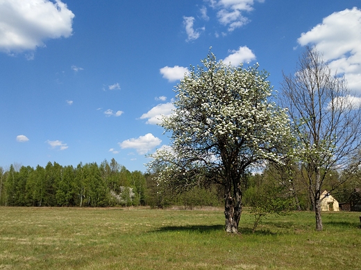 Wiosna, wiosna...