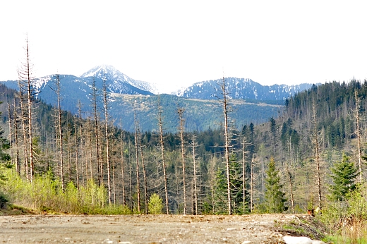 Widok na Tatry z Toporowej Cyrhli