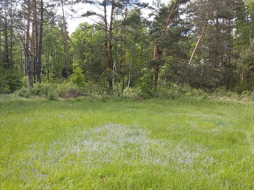 Kwietna ka nad rzek Czartosow