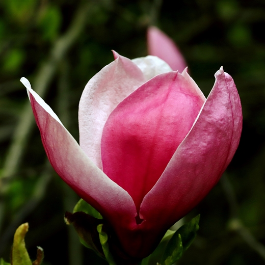 Magnolia