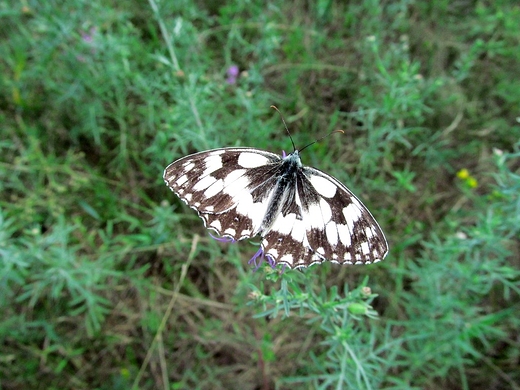 Pontia edusa