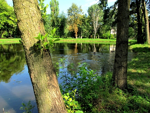 Staw w parku