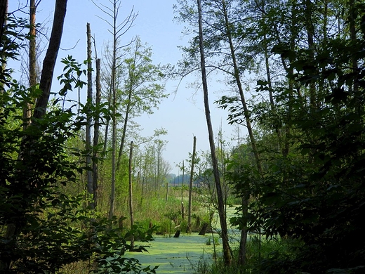 Konstancińskie mokradła przy Parku Zdrojowym