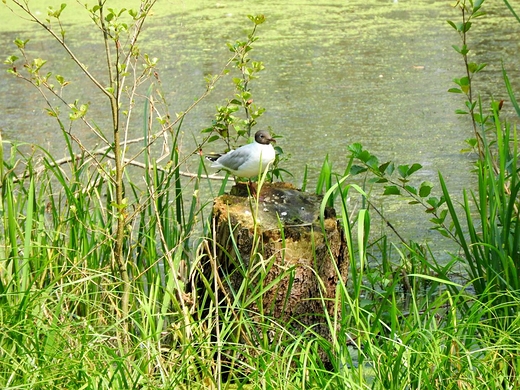 Konstancińskie mokradła przy Parku Zdrojowym