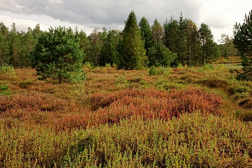 Torfowisko Wysokie