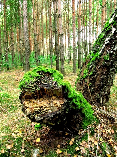 Pod zielonym przykryciem