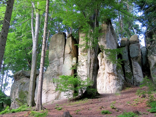 Rezerwat przyrody Gazy Krasnoludkw