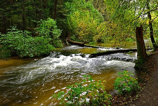 Szumy nad Tanwi, szypoty