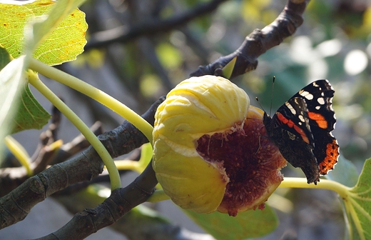 Motyl