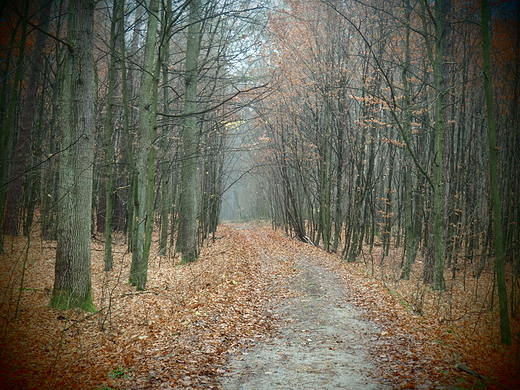 Puszcza Kozienicka